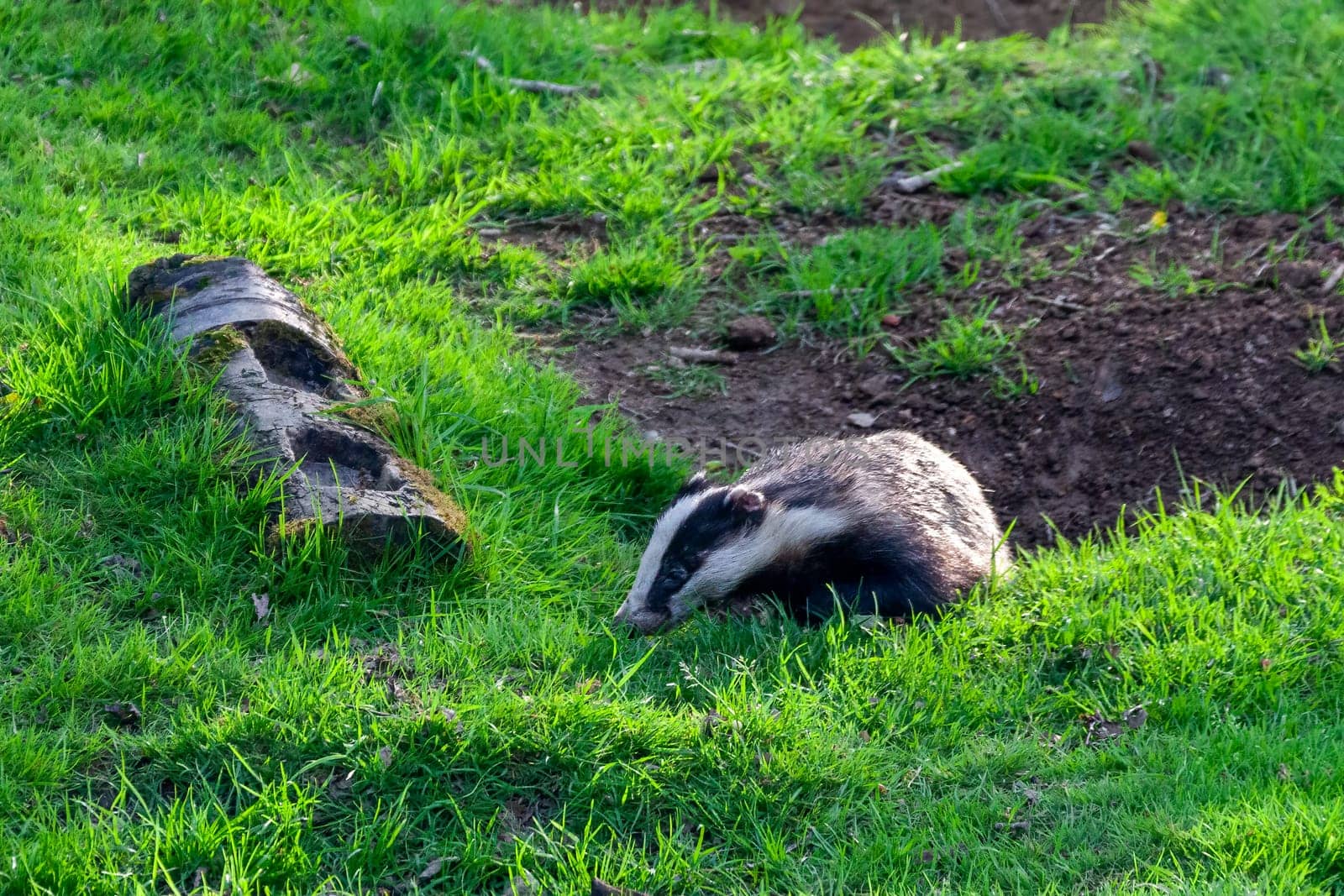 Badger a black and white wild animal feeding in a woodland wildlife forest in the UK, stock photo image