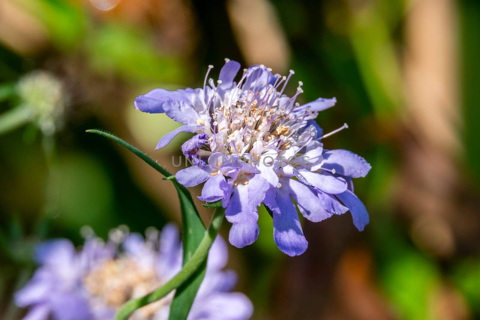 Scabiosa columbaria Kingfisher blue an herbaceous perennial spring summer flower plant commonly known as scabious pincushion flower, stock photo image