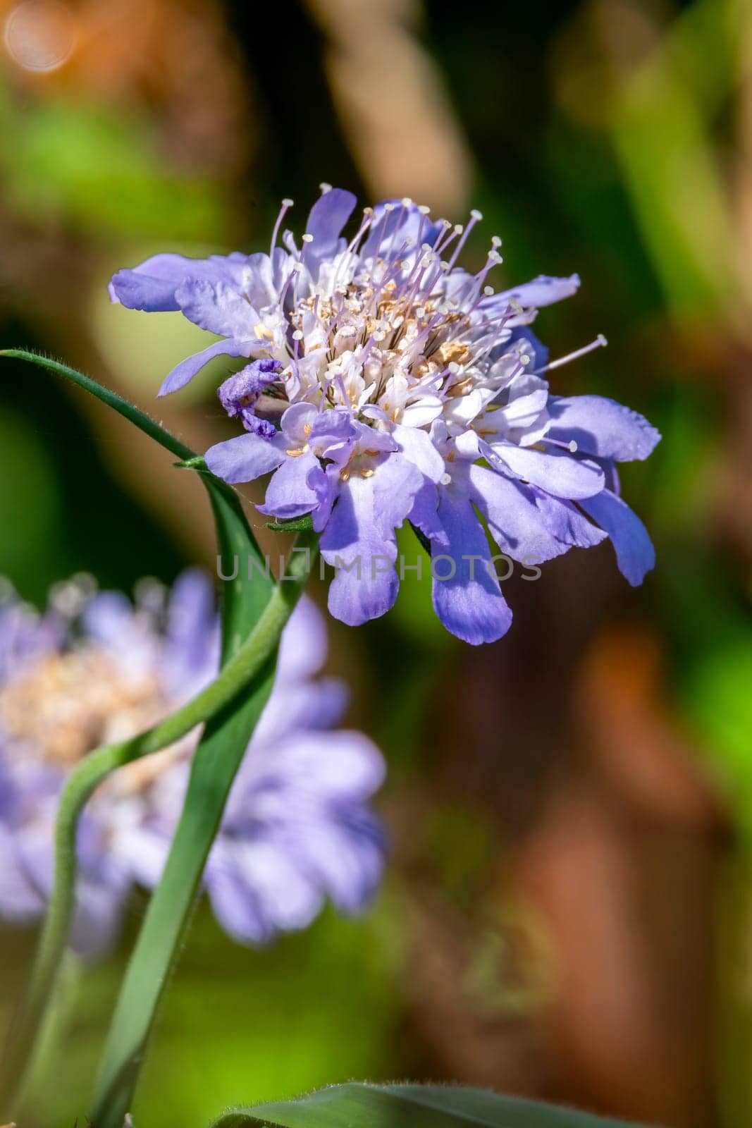 Scabiosa columbaria Kingfisher blue an herbaceous perennial spring summer flower plant commonly known as scabious pincushion flower, stock photo image