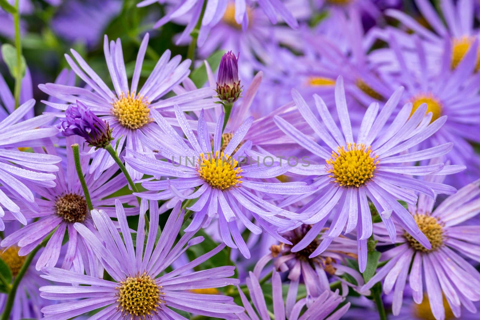 Aster x frikartii 'Monch' a lavender blue herbaceous perennial summer autumn flower plant commonly known as michaelmas daisy, stock photo image