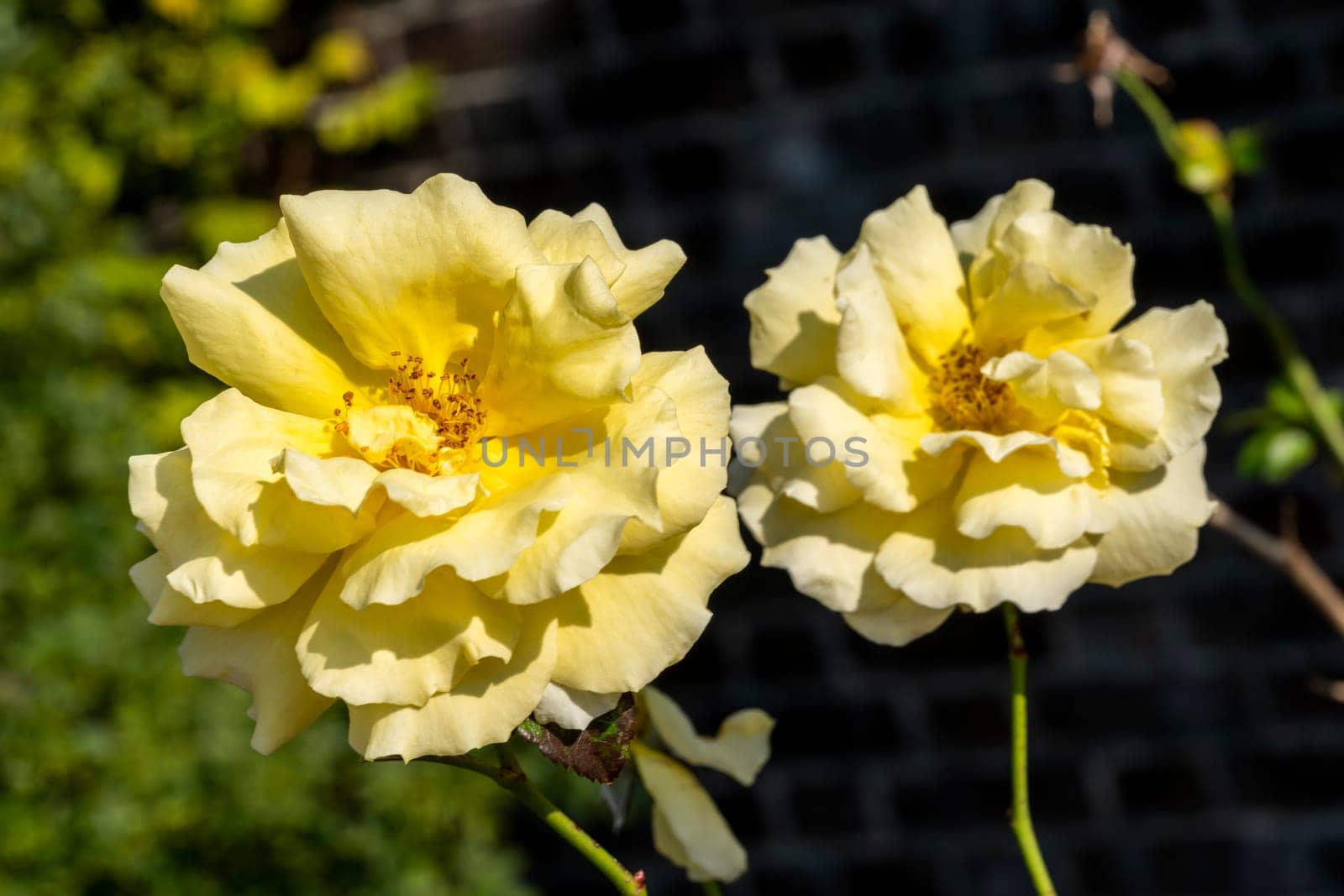 Rose 'Korlillub' (rosa) a yellow perennial spring summer autumn flower shrub plant also known as 'Lichtkonigin Lucia', stock photo image