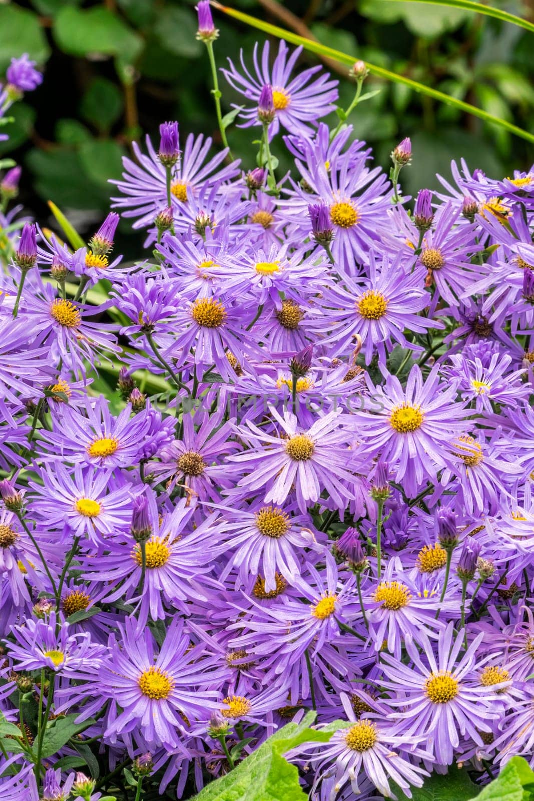 Aster x frikartii 'Monch' a lavender blue herbaceous perennial summer autumn flower plant commonly known as Michaelmas daisy, stock photo image