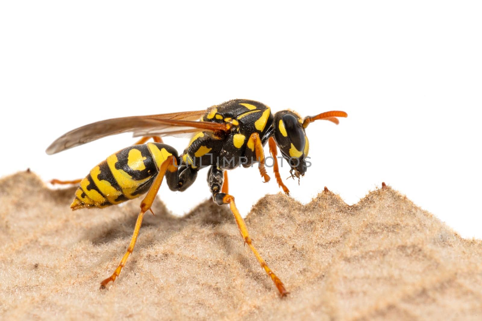 Side view of a crawling field wasp on the leaf margin isolated on white