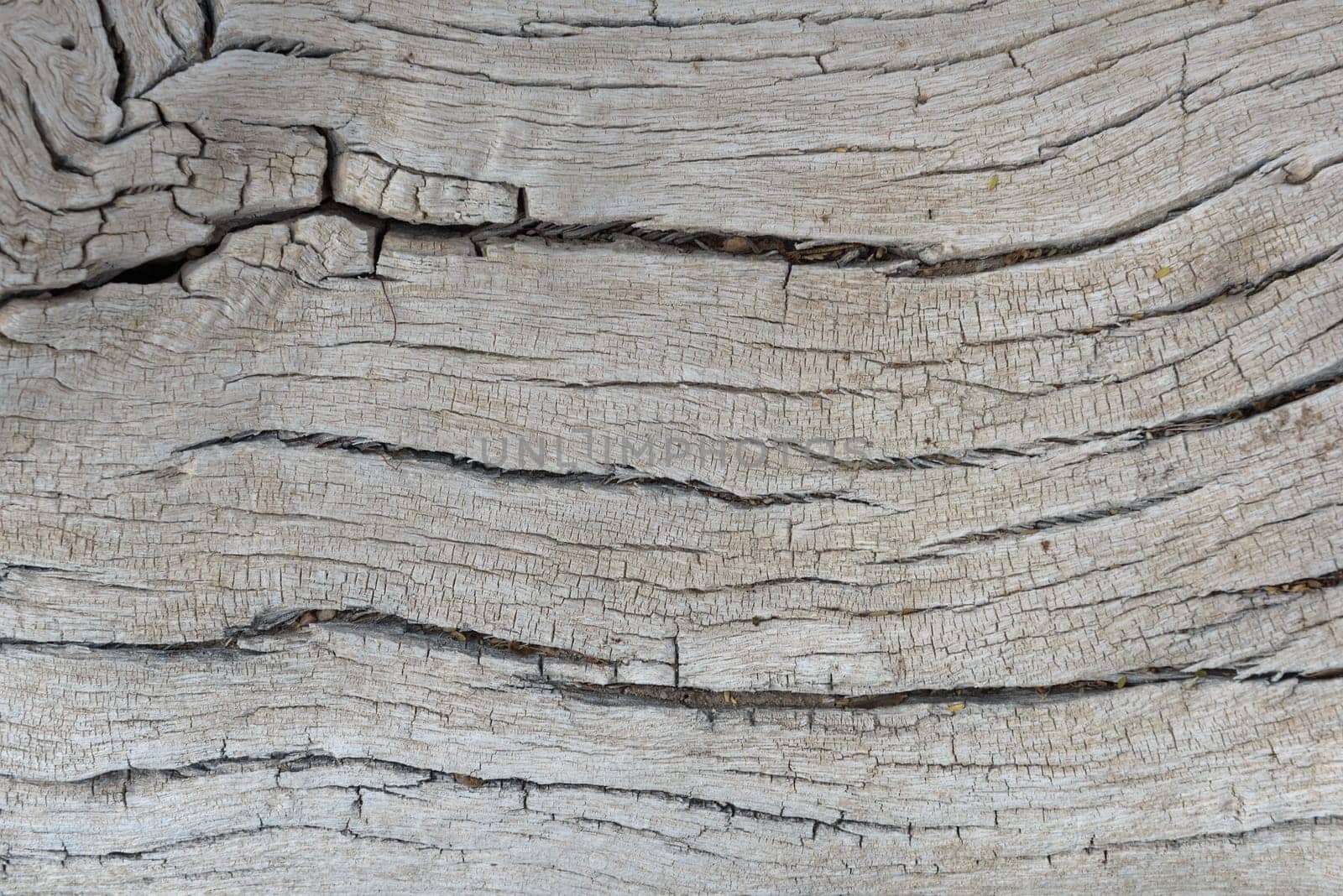 old tree trunk of a Faidherbia albida, pattern