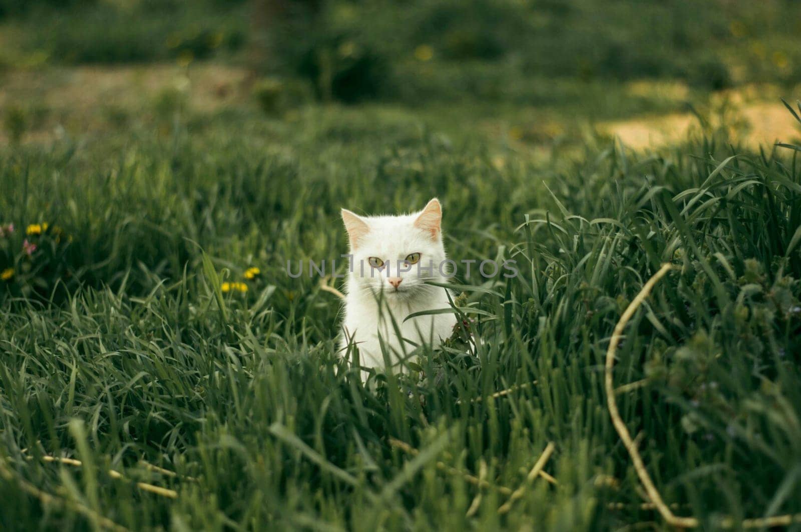 White cat in green grass. Kitten on the lawn.