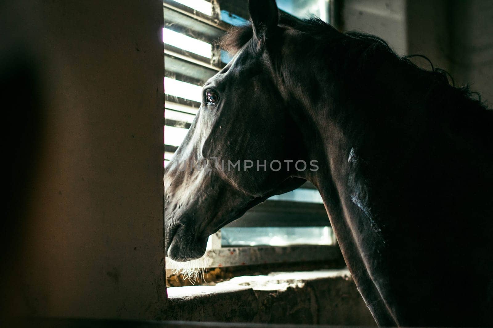 A horse looks out the window of a farm in a paddock.