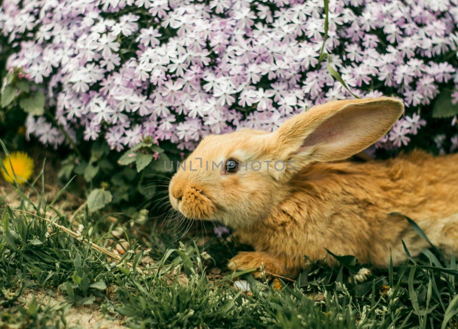 Red rabbit in the grass at the flowers. A little rabbit.