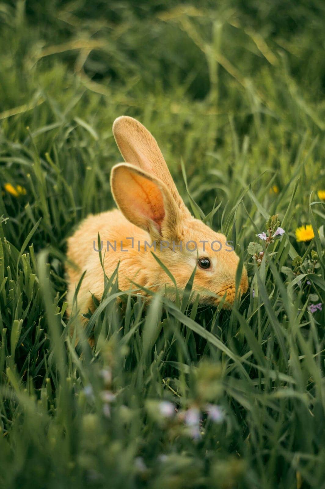 Red rabbit in the grass at the flowers. A little rabbit.