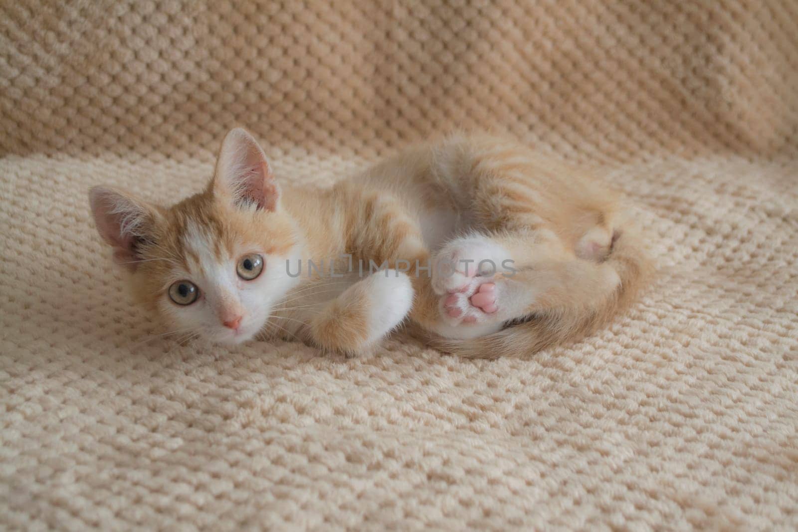 funny ginger kitten lying in the bed on beige bed clothes