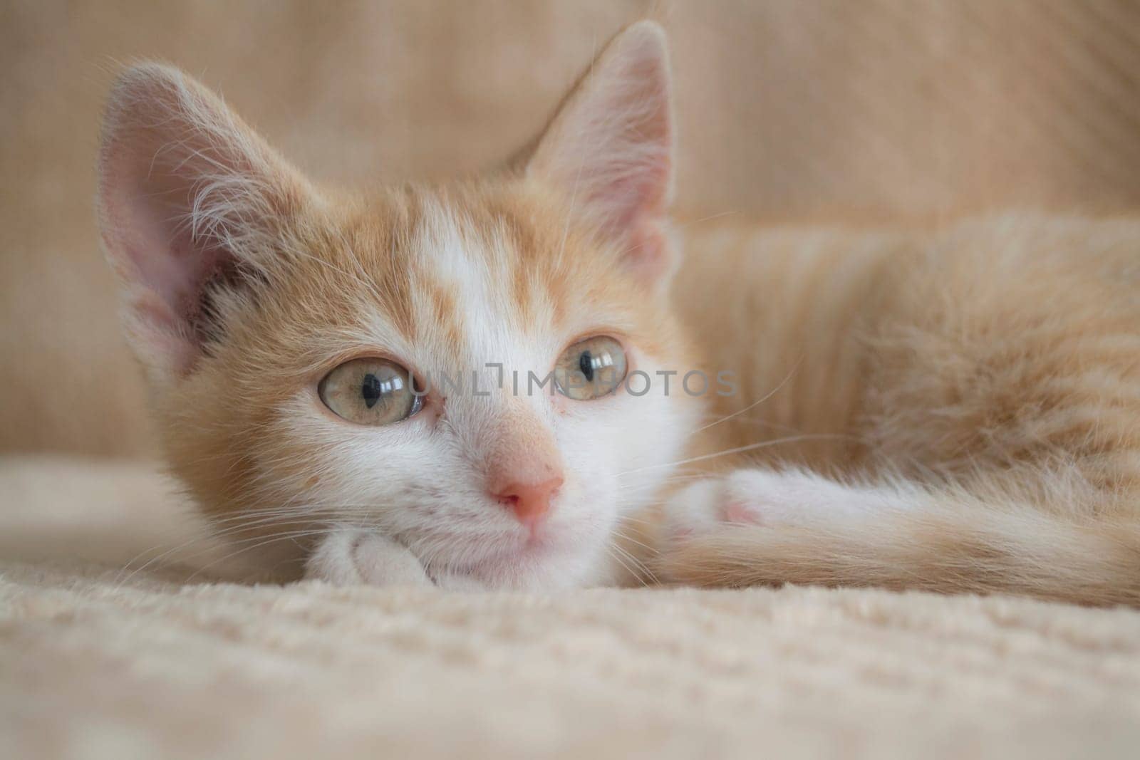 Young red cat on a light background, relax concept life style