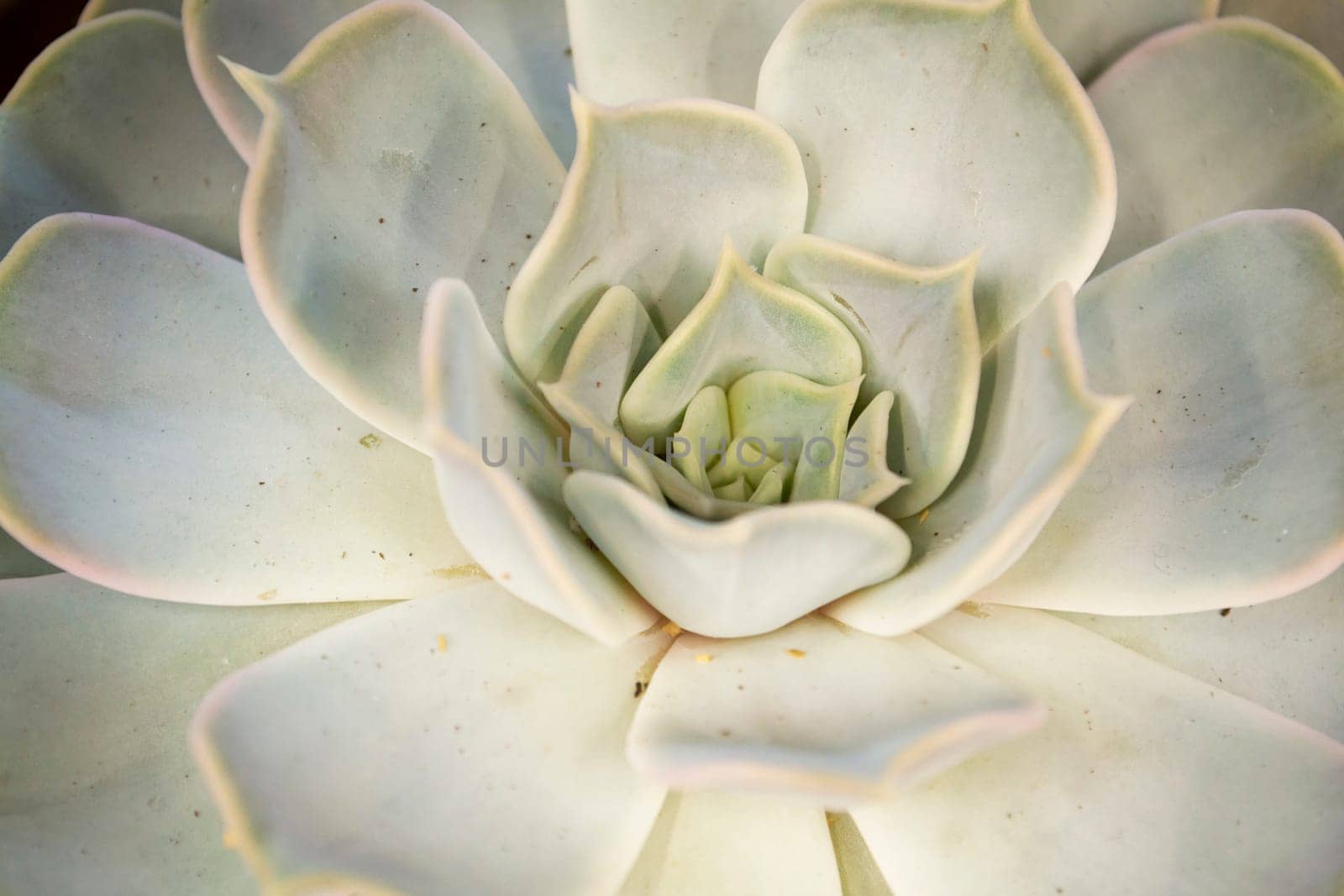 Triangular arrangement of teal succulents cactus succulents closeup