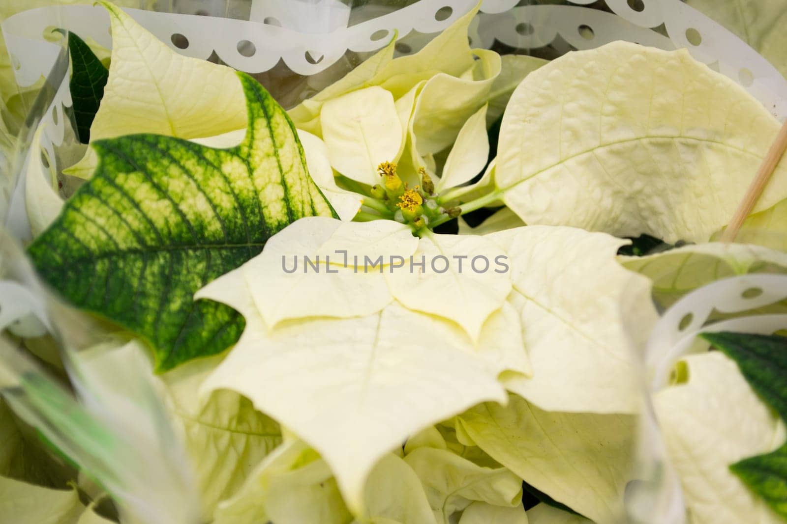 Rows of white poinsettia texture plants being nursery in preparation for the holiday season.