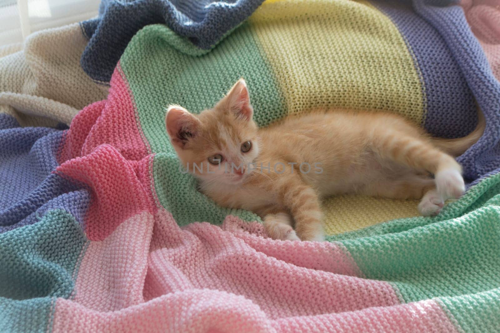 A cute little red kitten lies in soft blankets or knitted colorful plaid.