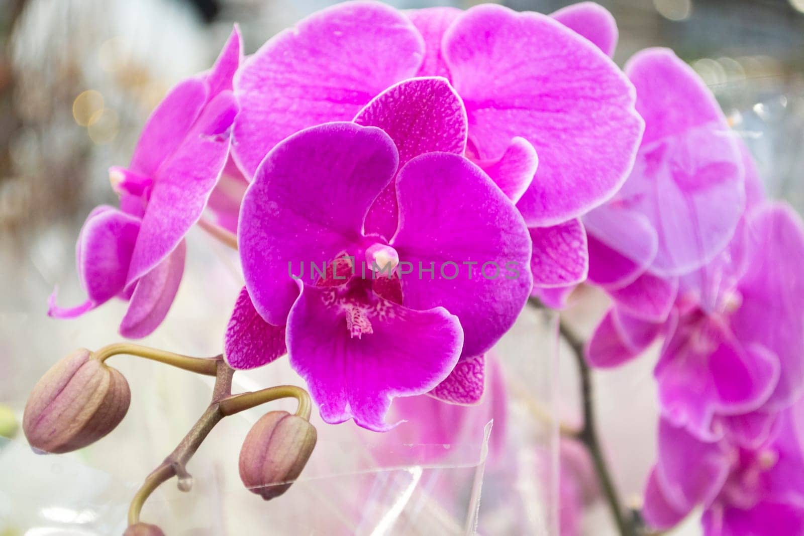 Inflorescence of purple orchids blooming, natural flower huge group close up