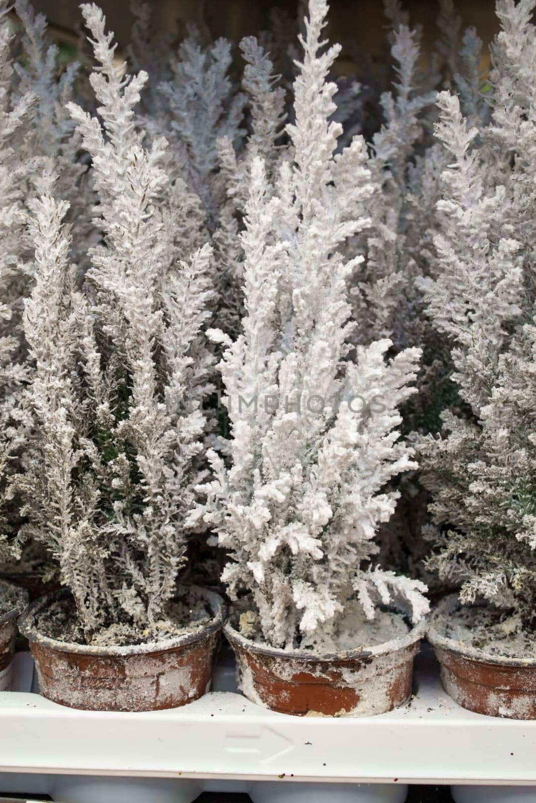 hedge of thuja trees painted in white for new year, vertical image