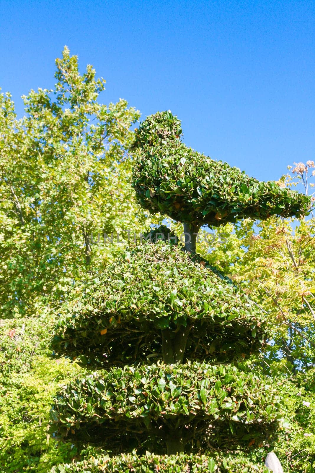 Hedge Patterned in form of bird .