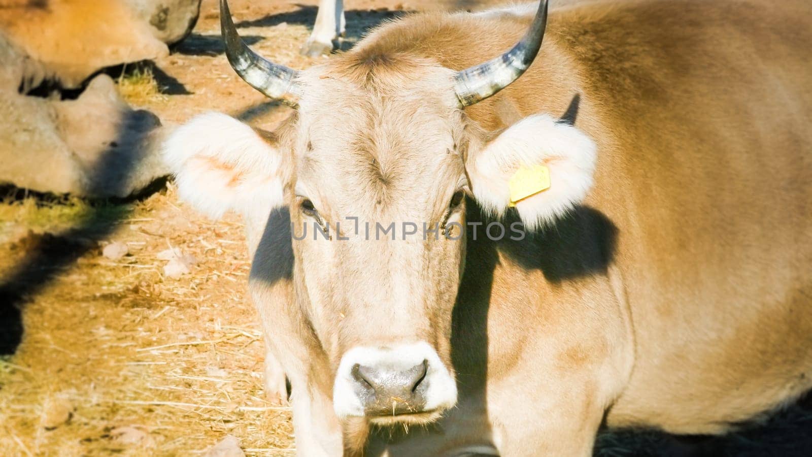 curious calf look at me in the conuntry side