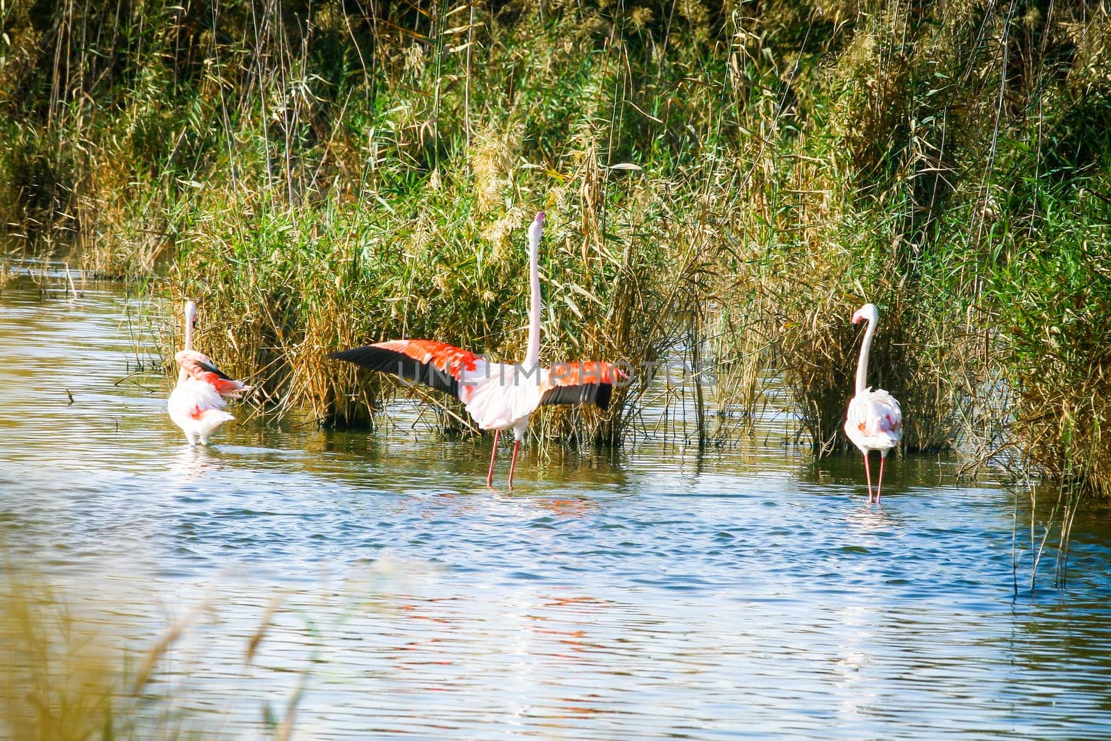 Walk in the pond. Flamingos in Cagliari.