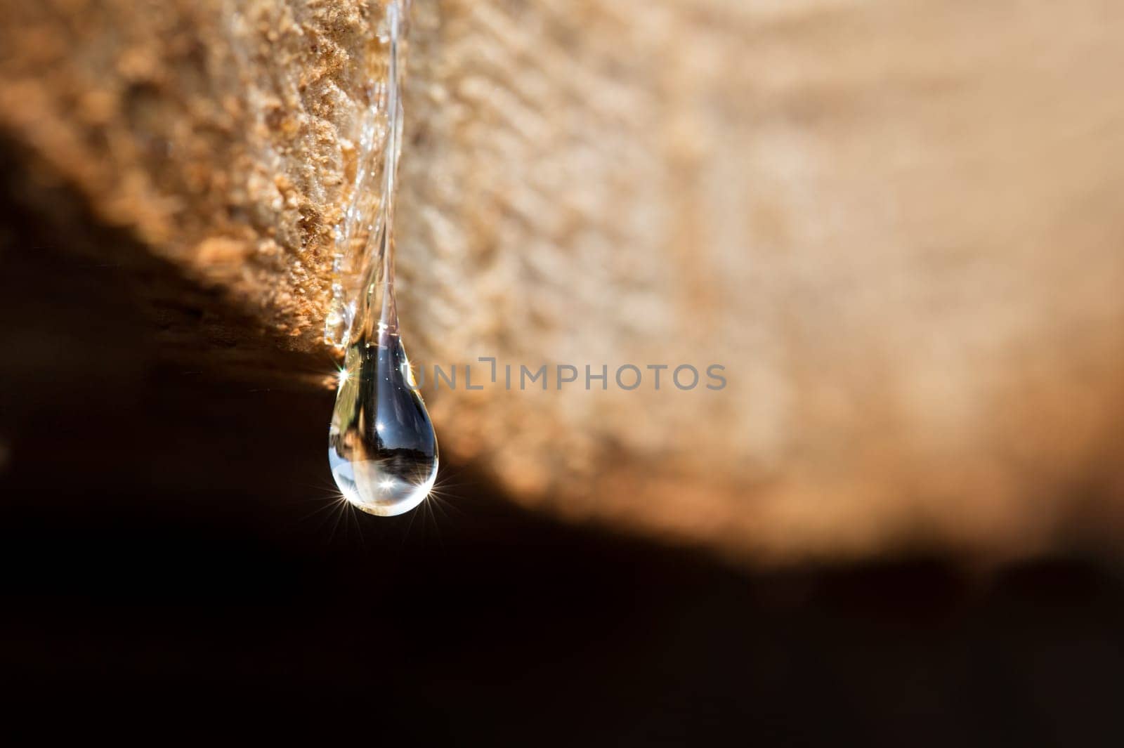 When trees cry