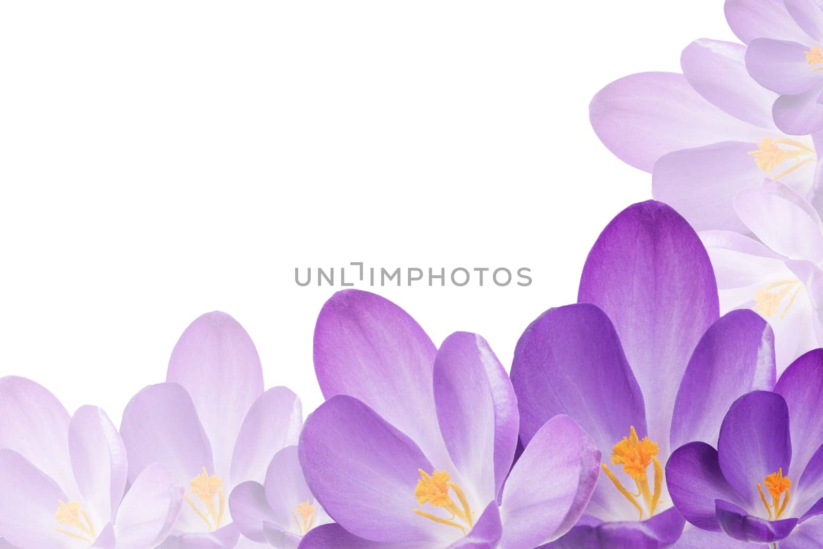 The group of purple crocus flowers is filling the bottom and right edges of the image. In the lower right corner of the image is darker flower. Other surface is white.