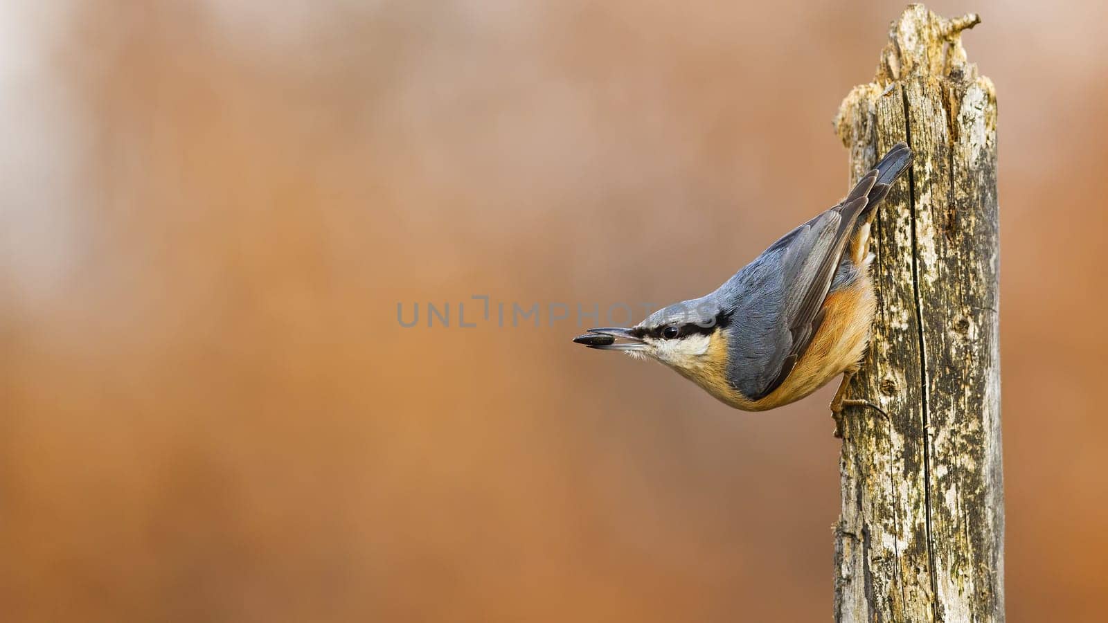 Agile eurasian nuthatch, sitta europaea,geeding himself with sunflower seed. Small bird attached to the wooden stick. Vital nuthatch climbing and eating. Bird with open beak upside down in garden.
