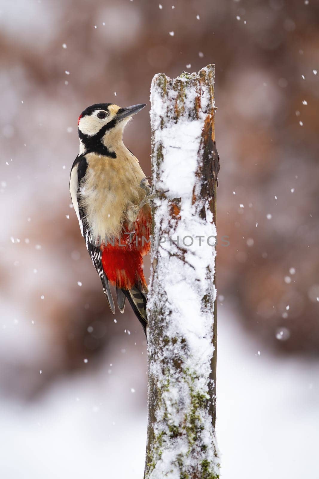 Great spotted woodpecker, dendrocopos major, climbing on tree during snowing. White-red-black bird sitting on stump in winter. Color feathered animal tabbing to the snowy wood.