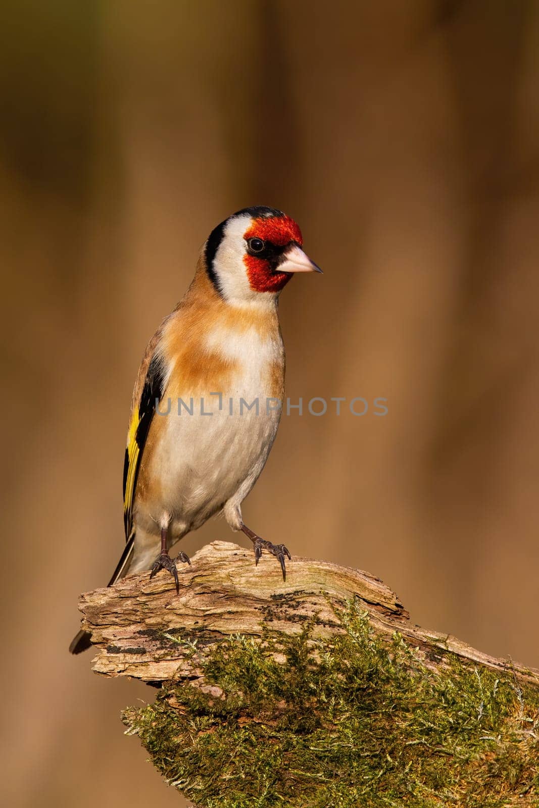 European goldfinch, carduelis carduelis, sitting on mossed wood in winter. Bird with red head resting on stump vertical. Feathered animal looking on green branch.