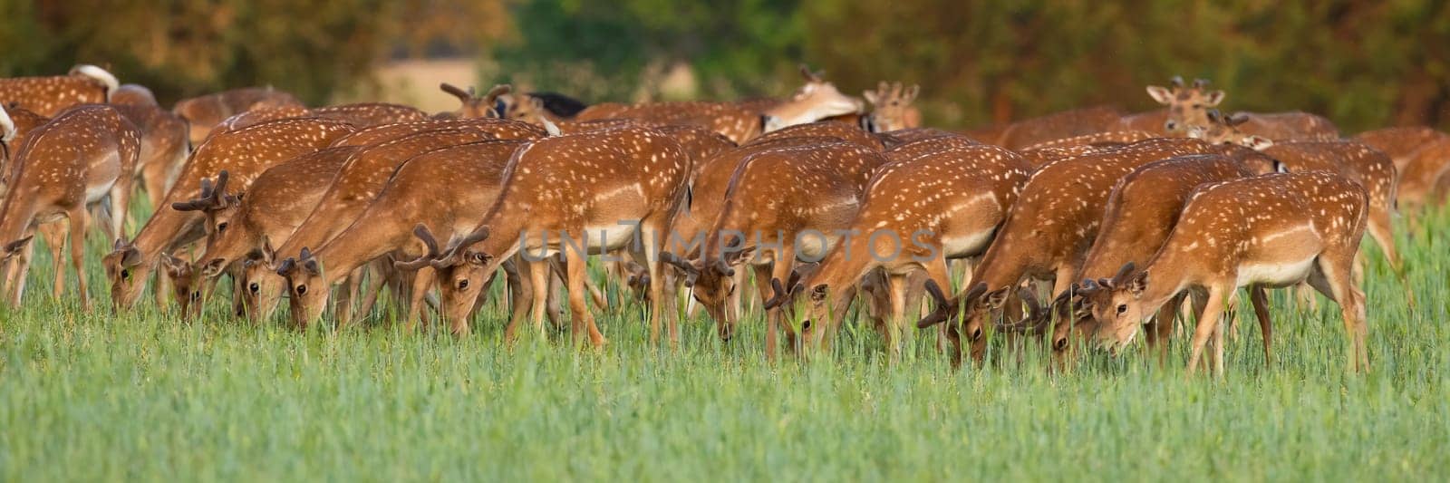 Group of fallow deer, dama dama, grazing on glade in spring nature. Spotted mammals feeding with grass on pasture in panoramic view. Herd of wild animals eating on grassland.
