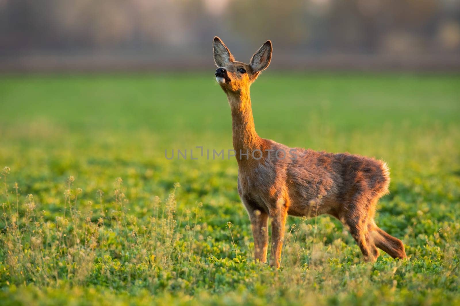 Roe deer, capreolus capreolus, doe sniffing with nose up in air on a fresh meadow in summer. Brown mammal smelling on grass in summertime evening. Female animal standing on vivid field in sunlight.