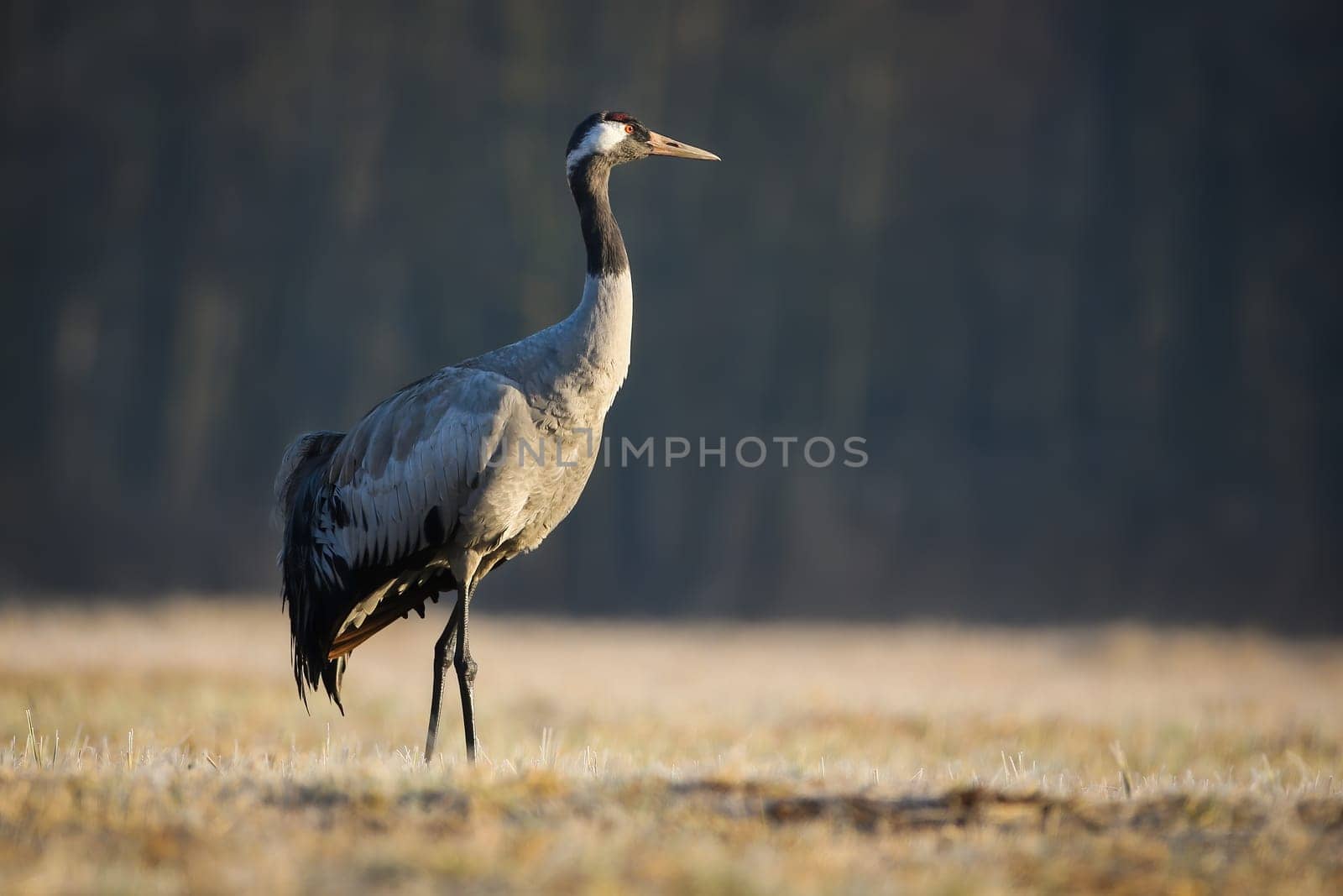 Common crane, grus grus, walking on dry meadow in autumn nature. Long-legged bird observing on grassland illuminated by morning sun. Grey feathered animal standing on field in fall.
