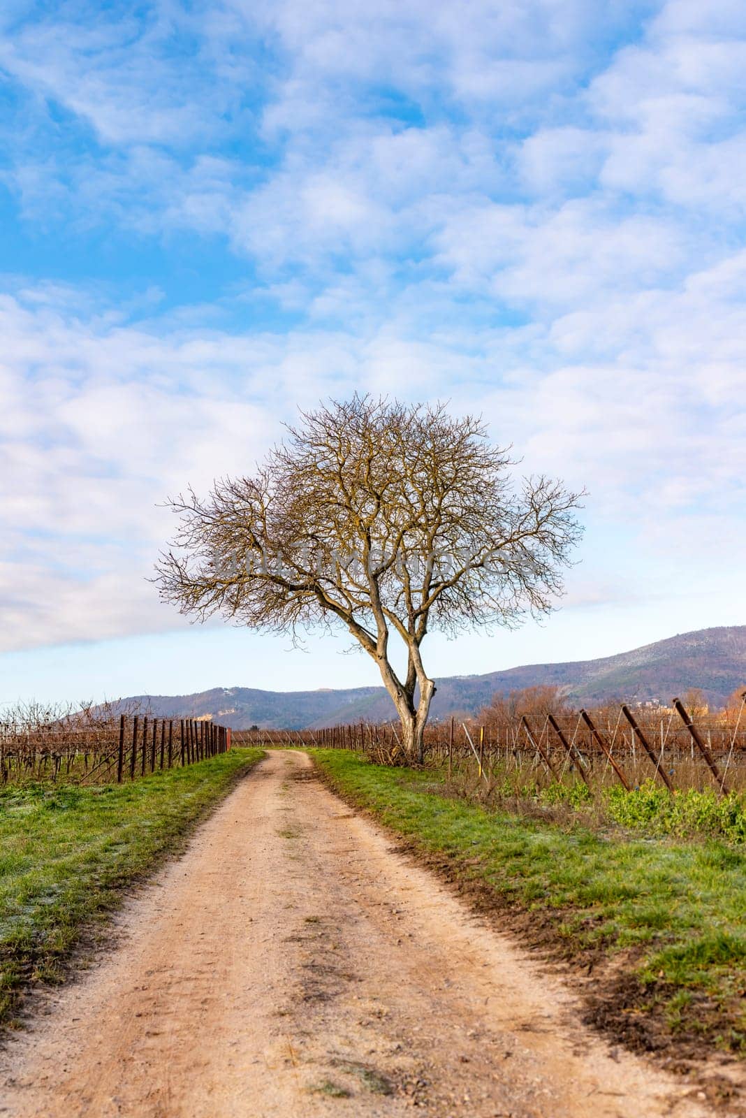 Bare walnut stands on a path between vines in winter against a blue cloudy sky