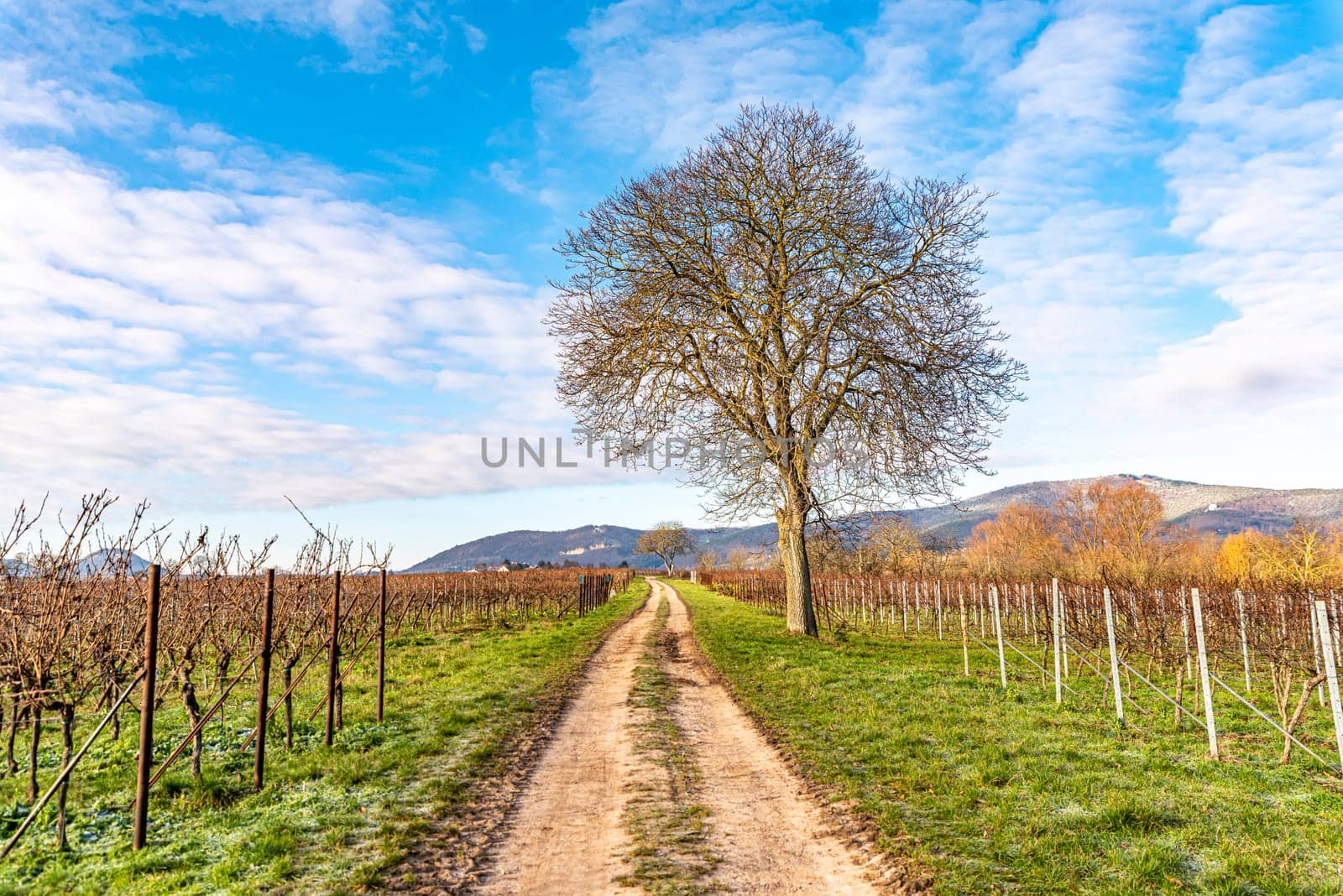 Bare walnut stands on a path between vines in winter against a blue cloudy sky