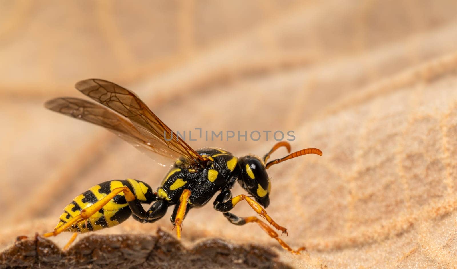 Side view of a crawling field wasp on the leaf margin with brown Background and copy-space