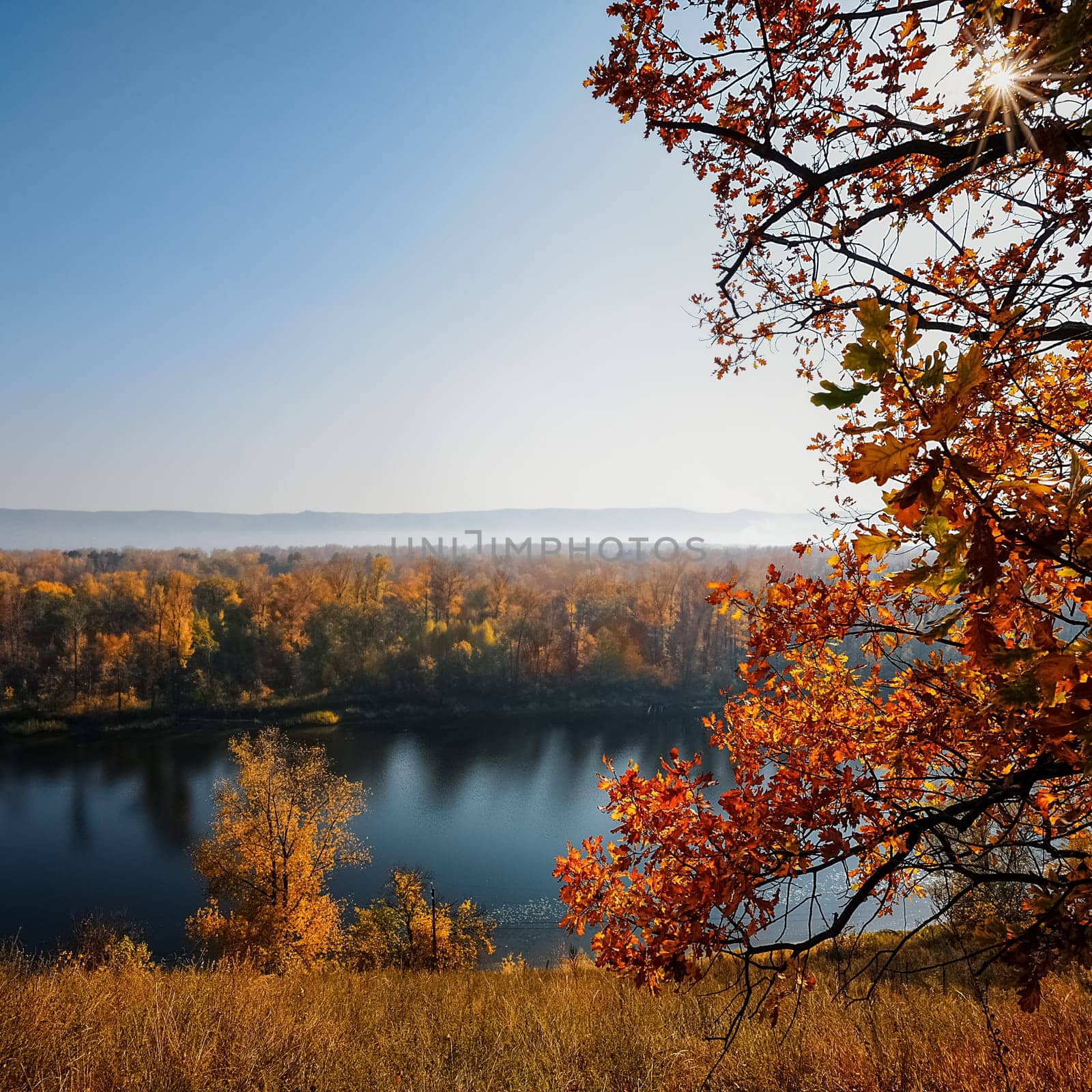 beautiful autumn maple leaves. autumn forest landscape. fall time season background. copy space