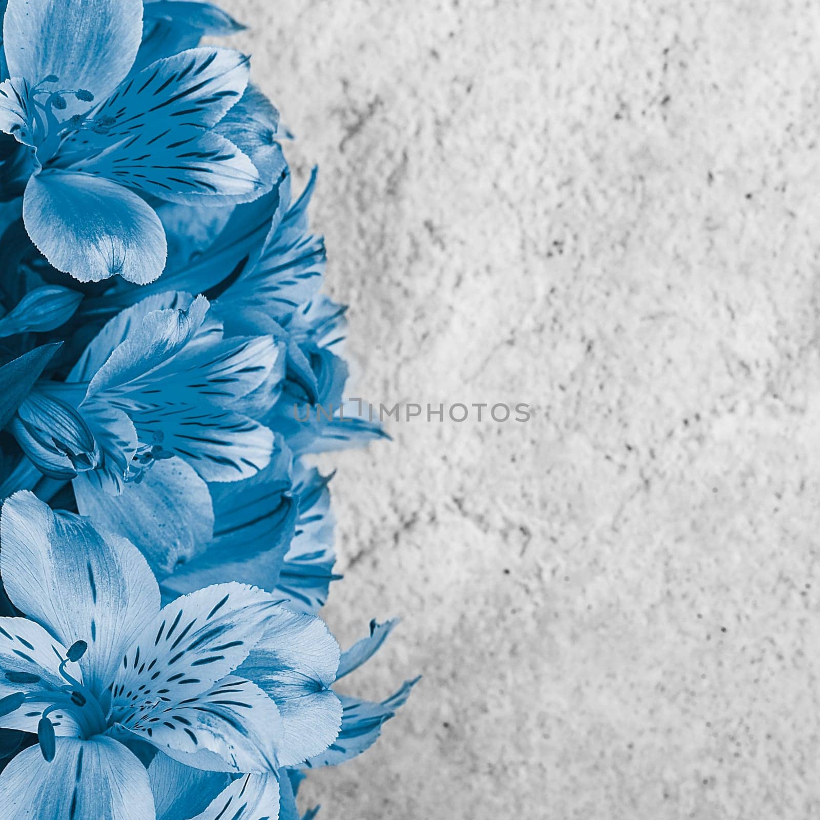 Layout for a greeting card. A bouquet of beautiful blue orchids on a light background. Mocap, blank, free space.
