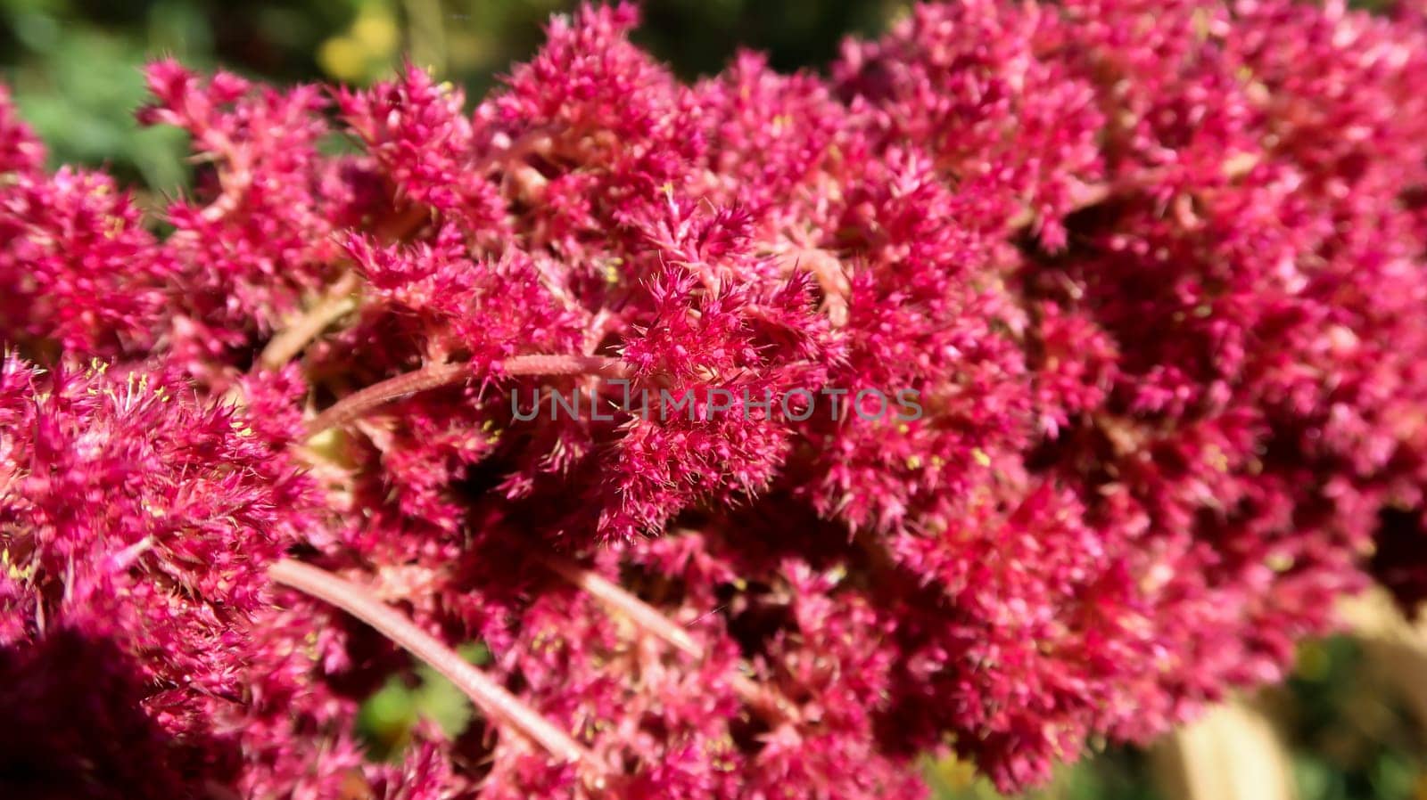 Close up of plant in Royal Botanical Garden Madrid