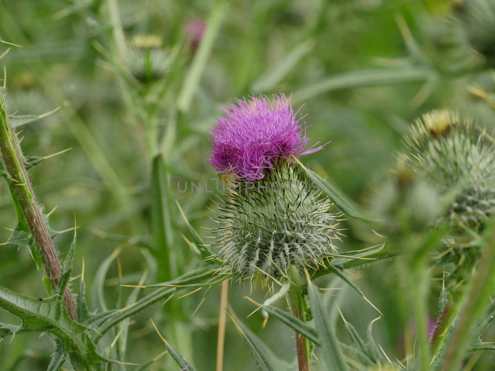 thorny flower of the Onopordum acanthium close-up