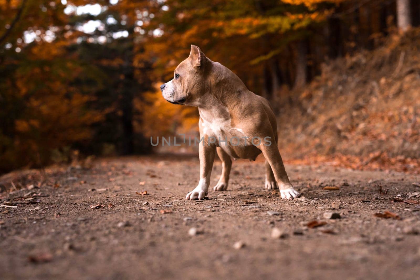 American Bully Female standing on the garden in autumn