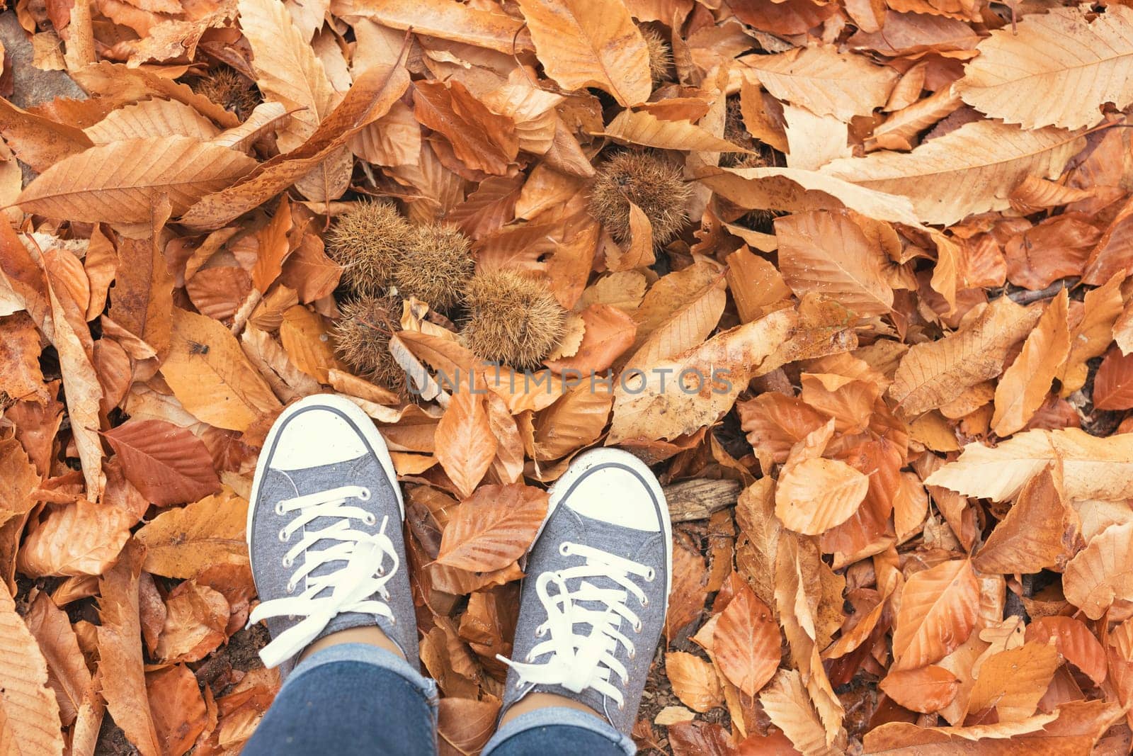 Fall, autumn, leaves, legs and shoes. Conceptual image of legs in shoes on the autumn leaves. Feet shoes walking in nature