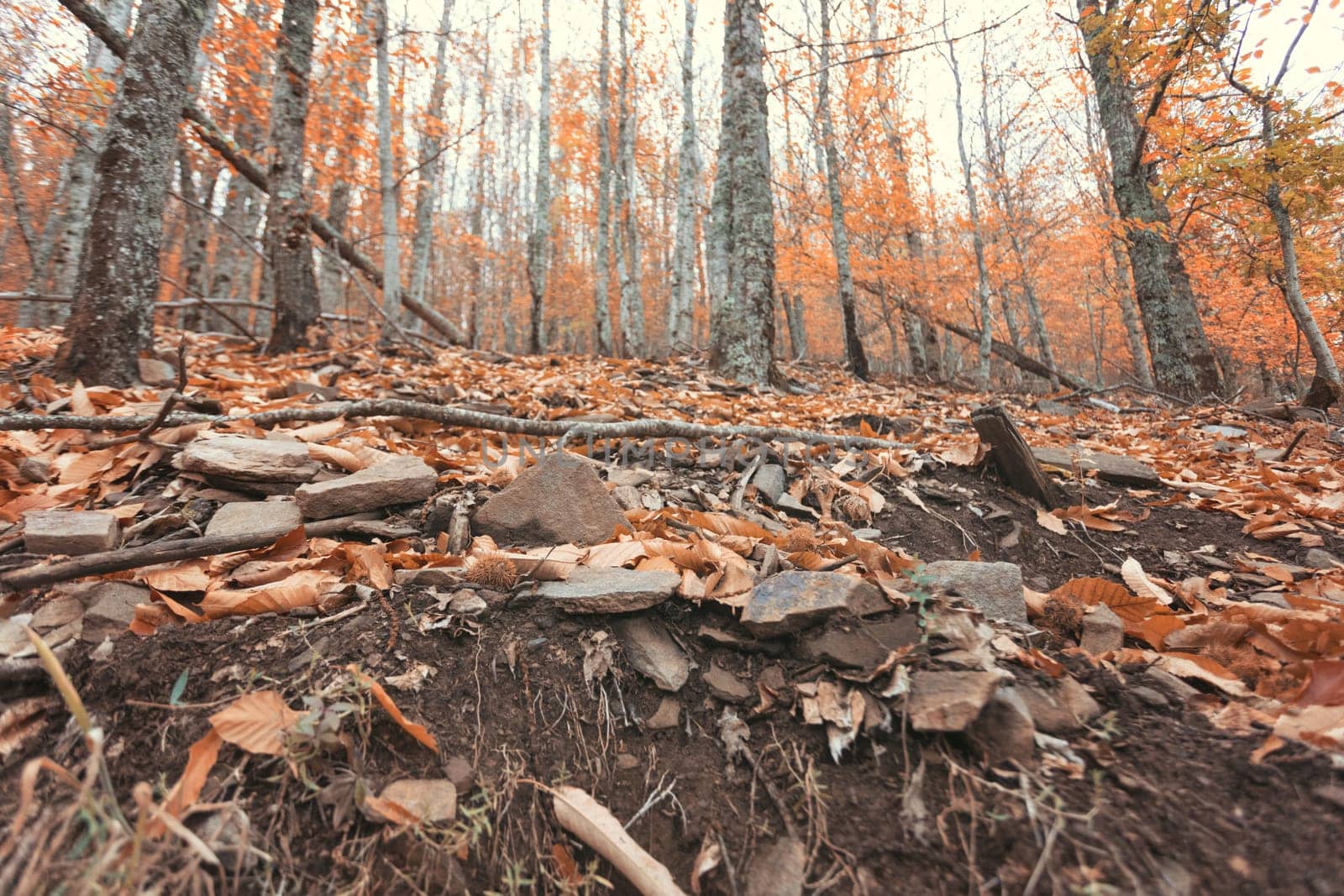 Autumun at Manteigas - Serra da Estrela - Portugal