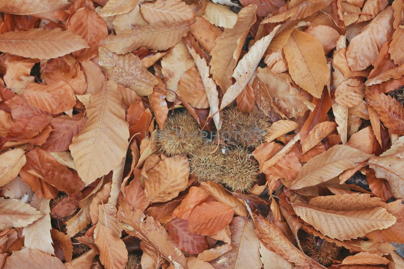 Autumun at Manteigas - Serra da Estrela - Portugal