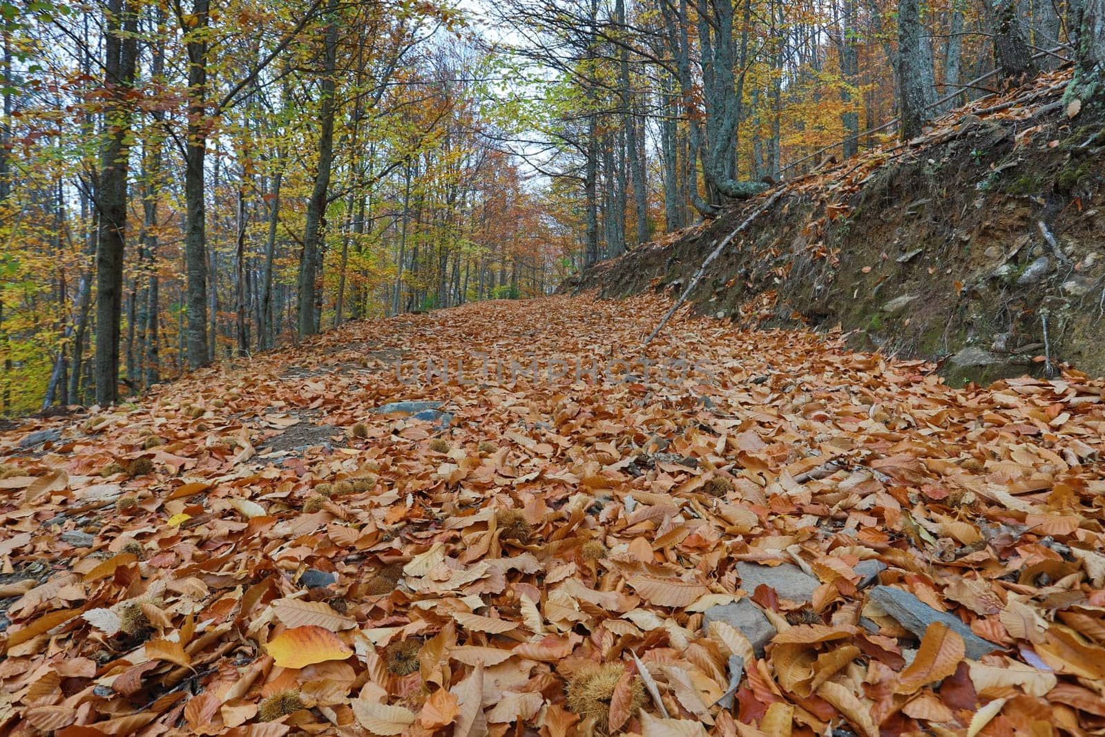 Autumun at Manteigas - Serra da Estrela - Portugal