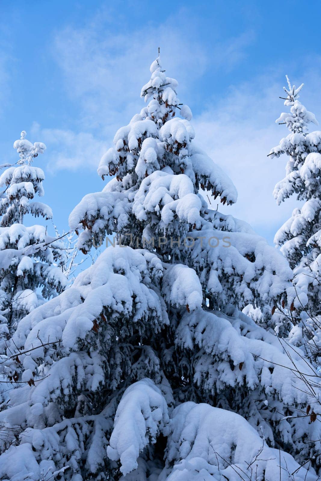 winterlandscape