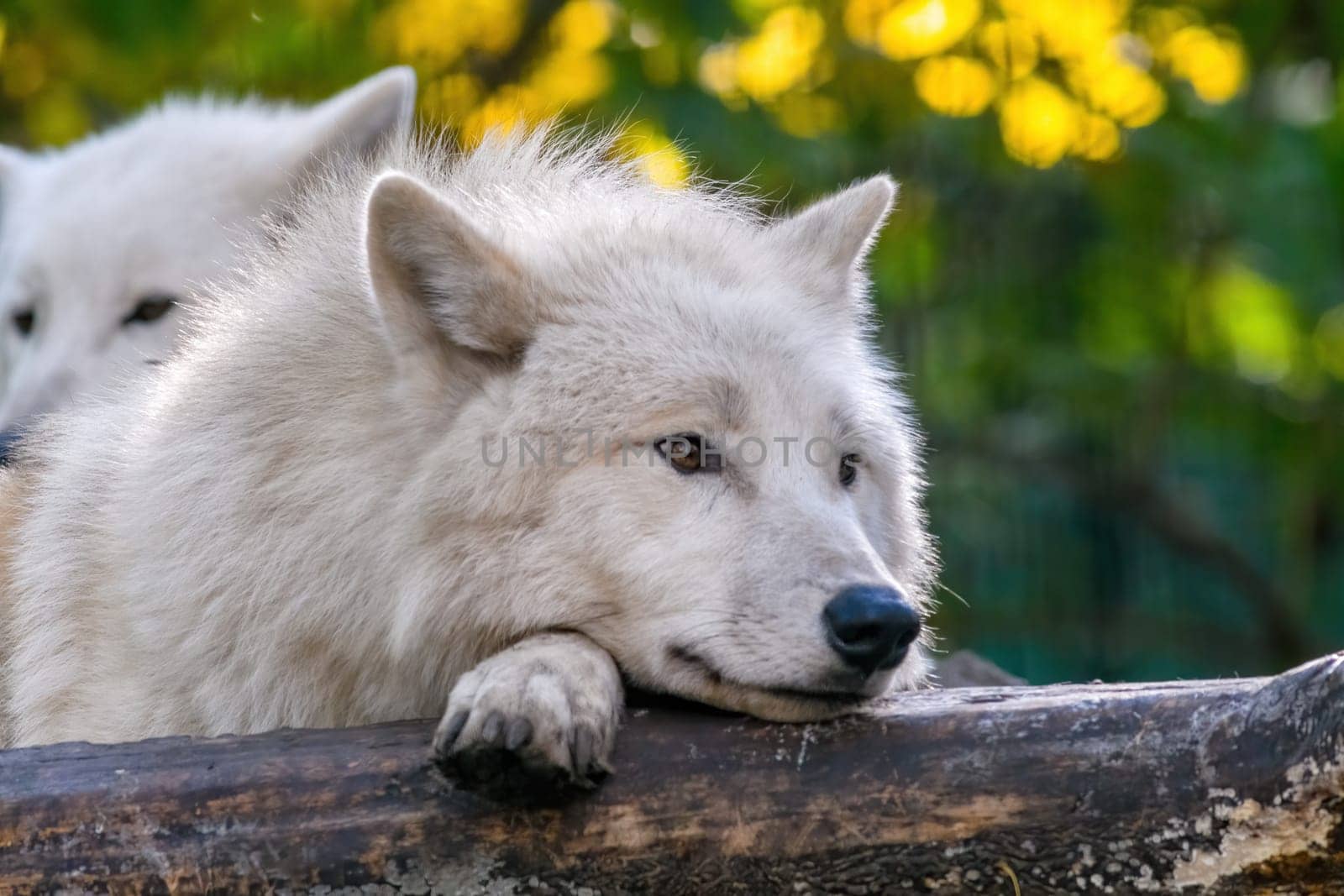 A white arctic polar wolf in Zoo Koethen Saxony Anhalt Germany