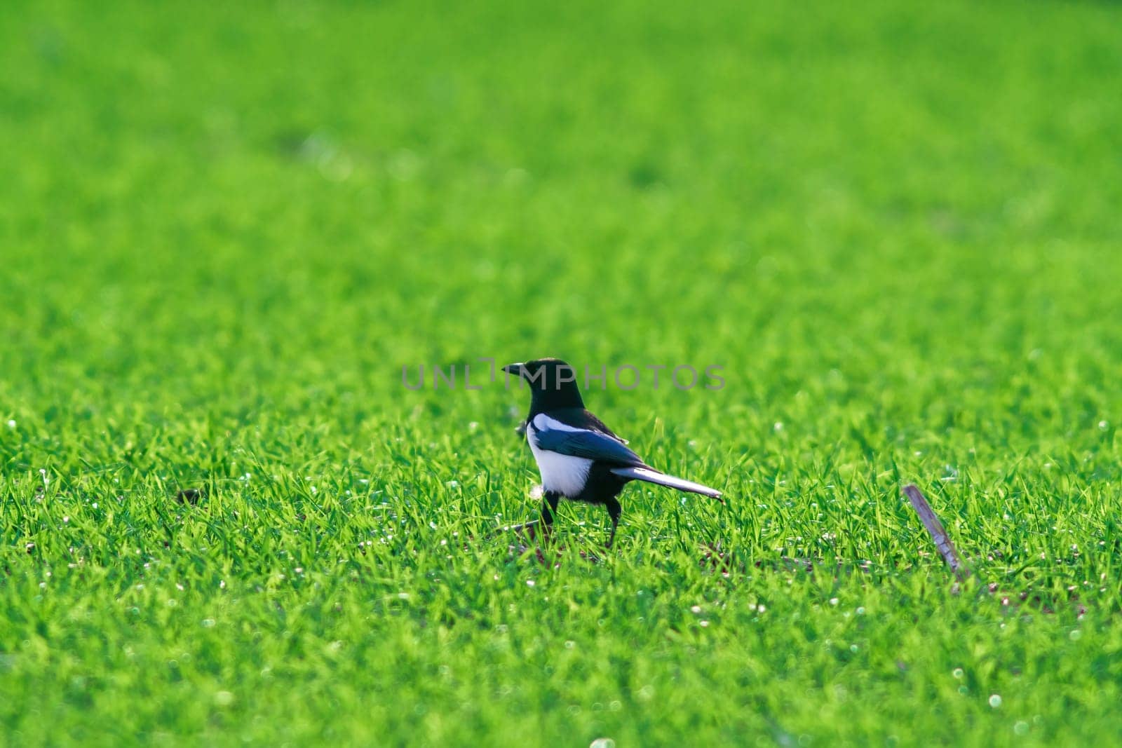 A young magpie is looking for fodder on a green field in spring
