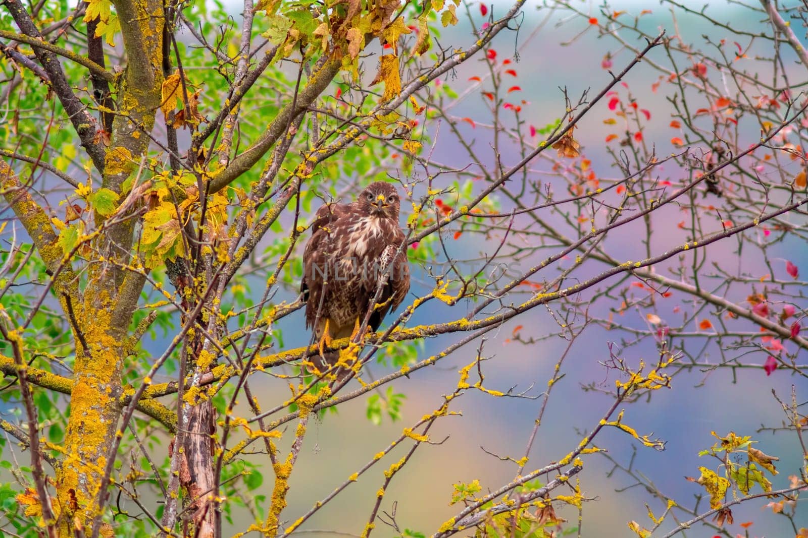 a buzzard sits in its hold and looks for prey