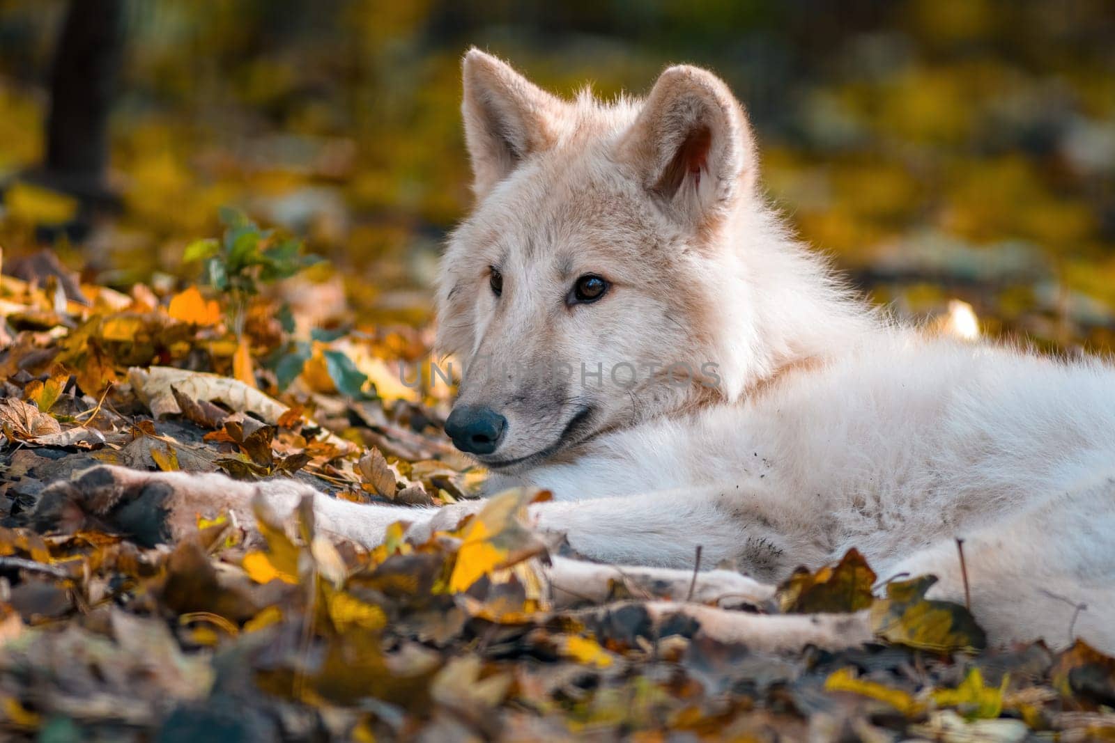 A white arctic polar wolf in Zoo Koethen Saxony Anhalt Germany