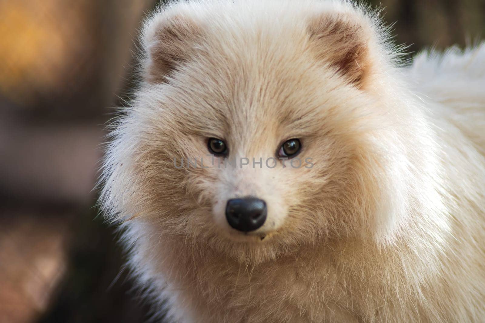 a young white raccoon dog in Zoo Koethen Saxony Anhalt Germany