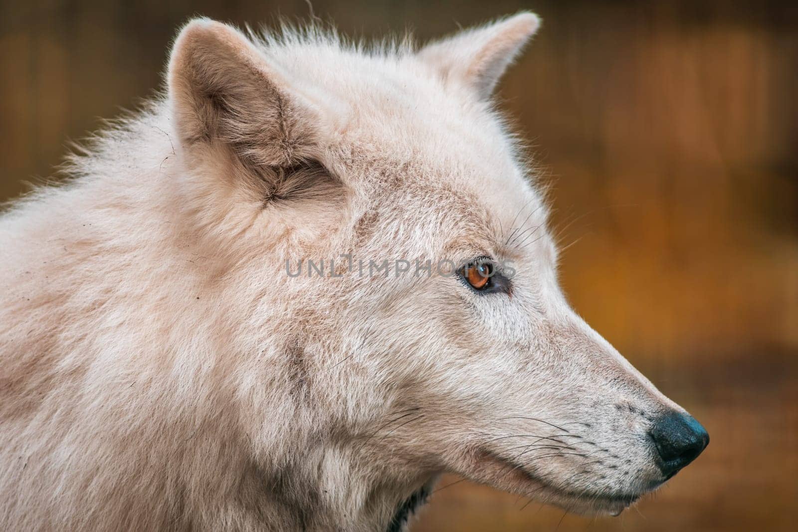 A white arctic polar wolf in Zoo Koethen Saxony Anhalt Germany