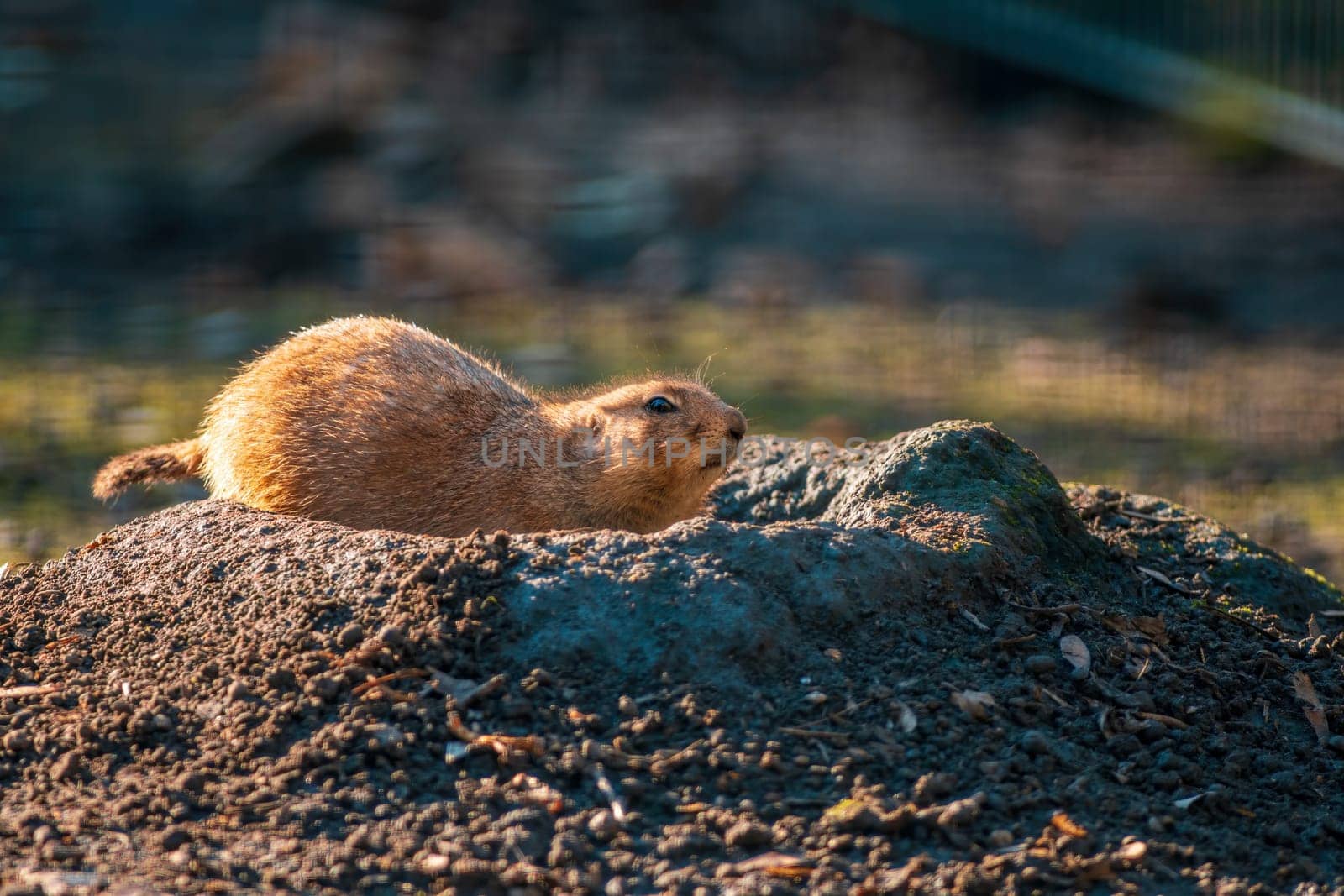 black tailed prairie dog (Cynomys ludovicianus) sits in front of his building in zoo koethen, saxony anhalt, germany